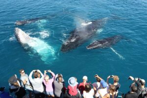 Read more about the article Whale Watching in Sri Lanka: Schedules and Costs