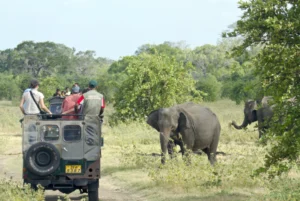 Wildlife of Sri Lanka Tour